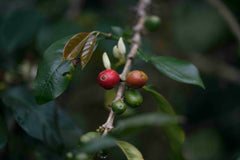 ASOMUJER women coffee producers in Huila, Colombia — producer photo 1
