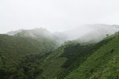 ASOMUJER women coffee producers in Huila, Colombia — producer photo 2