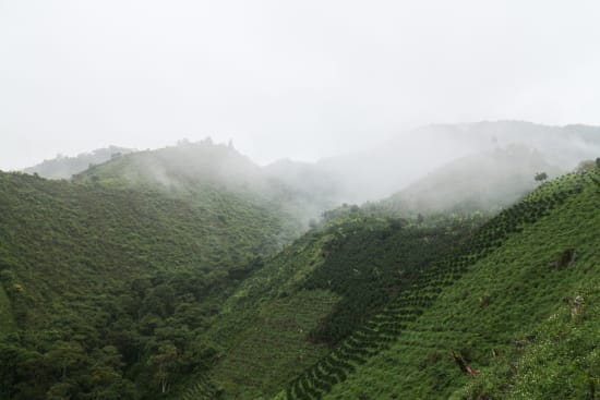 Asomujer Decaf Colombia