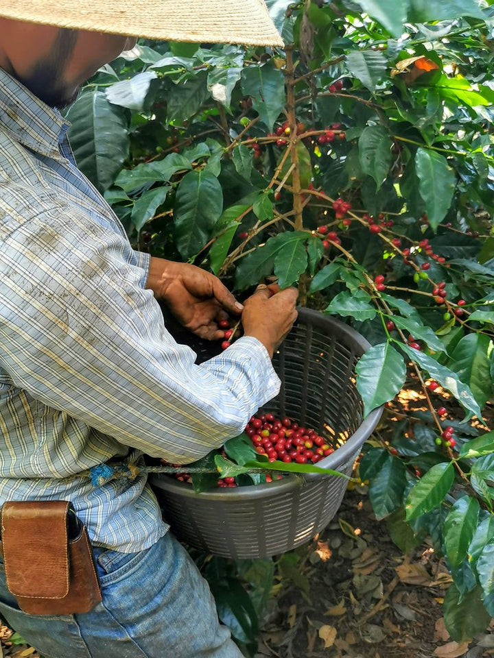 Ayarza | Guatemala | Natural