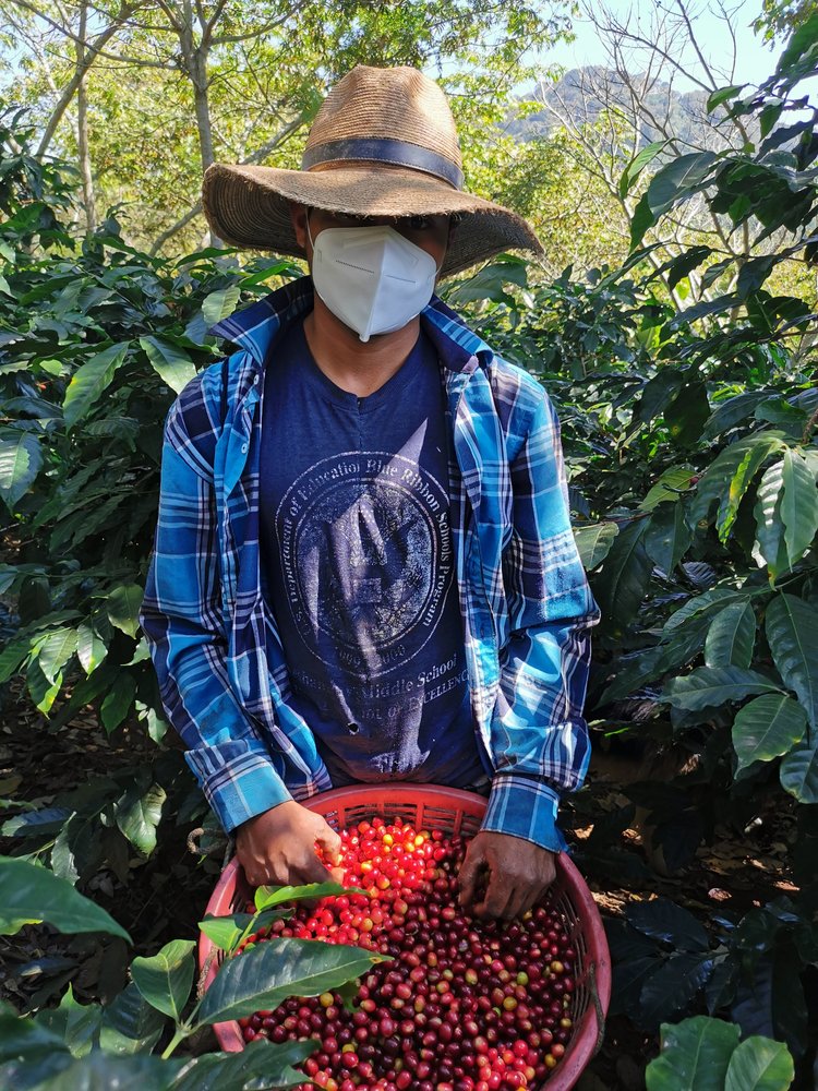 Ayarza | Guatemala | Natural