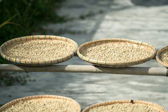 Sumatra women-produced coffee farm documentary photograph