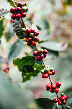 Close view of ripe red coffee cherries along a branch — Clear Lake Gourmet Donut Shop Coffee gallery