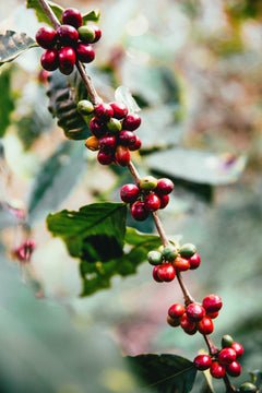 Close view of ripe red coffee cherries along a branch — Clear Lake Surf Medium Roast Coffee Blend gallery