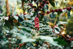 Leafy coffee plant bearing clusters of coffee cherries — Clear Lake Cowboy Medium-Dark Coffee Blend gallery