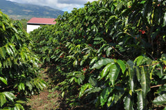 Café Vida Costa Rica coffee origin photograph