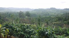 Nicaragua Finca San Jose de las Nubes – Washed by Nossa Familia Coffee — coffee farm and production, image 11 of 13