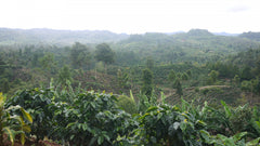 Nossa Familia Nicaragua Maragogipe Natural Coffee — misty view across forest and coffee-growing hills