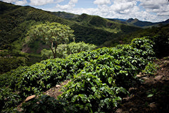 Bolivia Floripondio Batian Natural Coffee second espresso preparation