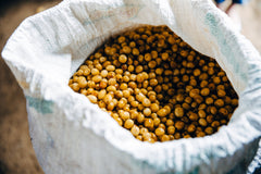 Open sack filled with yellow coffee cherries — Clear Lake Cowboy Medium-Dark Coffee Blend gallery