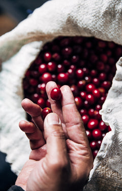 Hand selecting a red coffee cherry from a sack — Clear Lake Gourmet Donut Shop Coffee gallery
