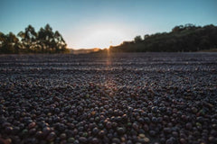 Brazil Serra Negra Natural Coffee — brewing presentation