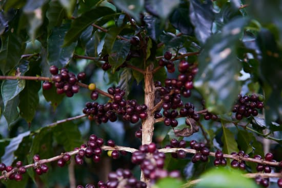 Guatemala Huehuetenango - Waykant - Green Beans -
