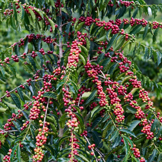 Sulawesi Yolan Tirta Microlot - Green Beans -