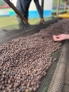 Ethiopia Gedeb Huke tropical coffee detail