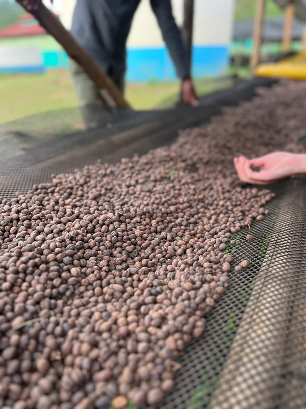 Ethiopia Gedeb Huke Natural