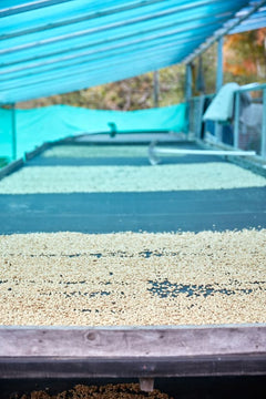Colombia Nariño washed coffee alternate product image