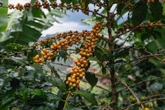 Brazil Serra Negra Natural Coffee — roasted coffee beans