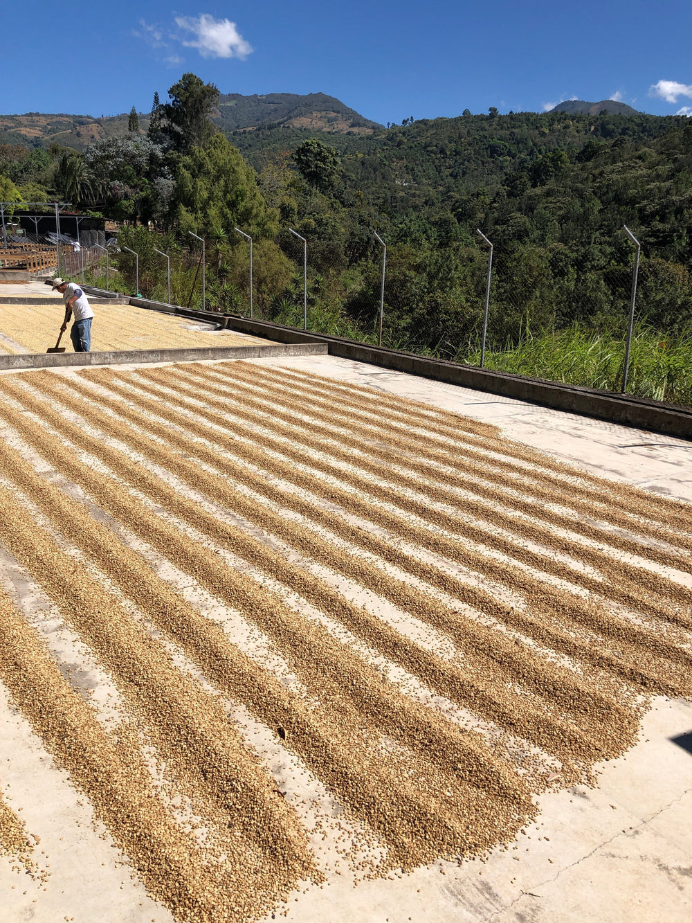 Bag of specialty roast coffee from Guatemala with notes of Fruity