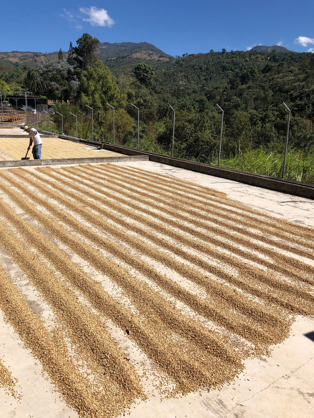 Bag of specialty roast coffee from Guatemala with notes of Fruity