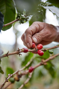 Colombia Nariño light roast coffee detail