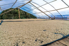 Peru Cajamarca Medium Roast Coffee — brewing presentation