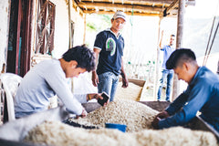 Olympia San Sebastián Reserva Colombian Coffee — people sorting coffee at a covered work area
