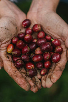 Fuzzy Monkey Mina Rica Colombian Sugarcane Decaf — hands holding red and yellow coffee cherries