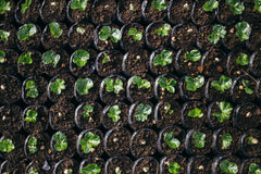Young coffee plants in nursery grow bags