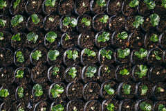 Fuzzy Monkey Mina Rica Colombian Sugarcane Decaf — young seedlings growing in individual dark nursery bags