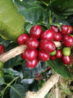 Mighty Missouri Colombia Huila Washed Coffee — Organic Tolima coffee farm photograph — image 3