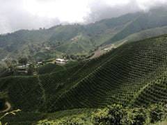 Mighty Missouri Colombia Huila Washed Coffee — Organic Tolima coffee farm photograph — image 1