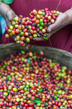 Costa Rica mountain landscape associated with Café Vida coffee