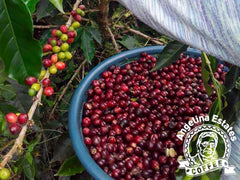 Rusty Dog Nicaragua Jinotega Natural Microlot — producer or origin detail, image 2