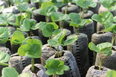 Young coffee plants growing in individual nursery bags