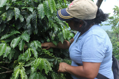 Coffee farmer tending branches of a coffee plant