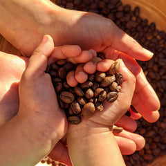 Kaveri Heritage Medium Roast Coffee Blend Hands holding freshly roasted coffee beans — image 4