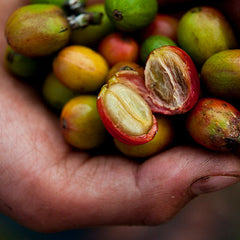 Sulawesi Toraja roasted coffee bag