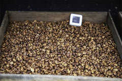 Thailand Ma Family Cup of Excellence Coffee coffee drying stage