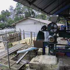 Thailand Ma Family Cup of Excellence Coffee coffee processing